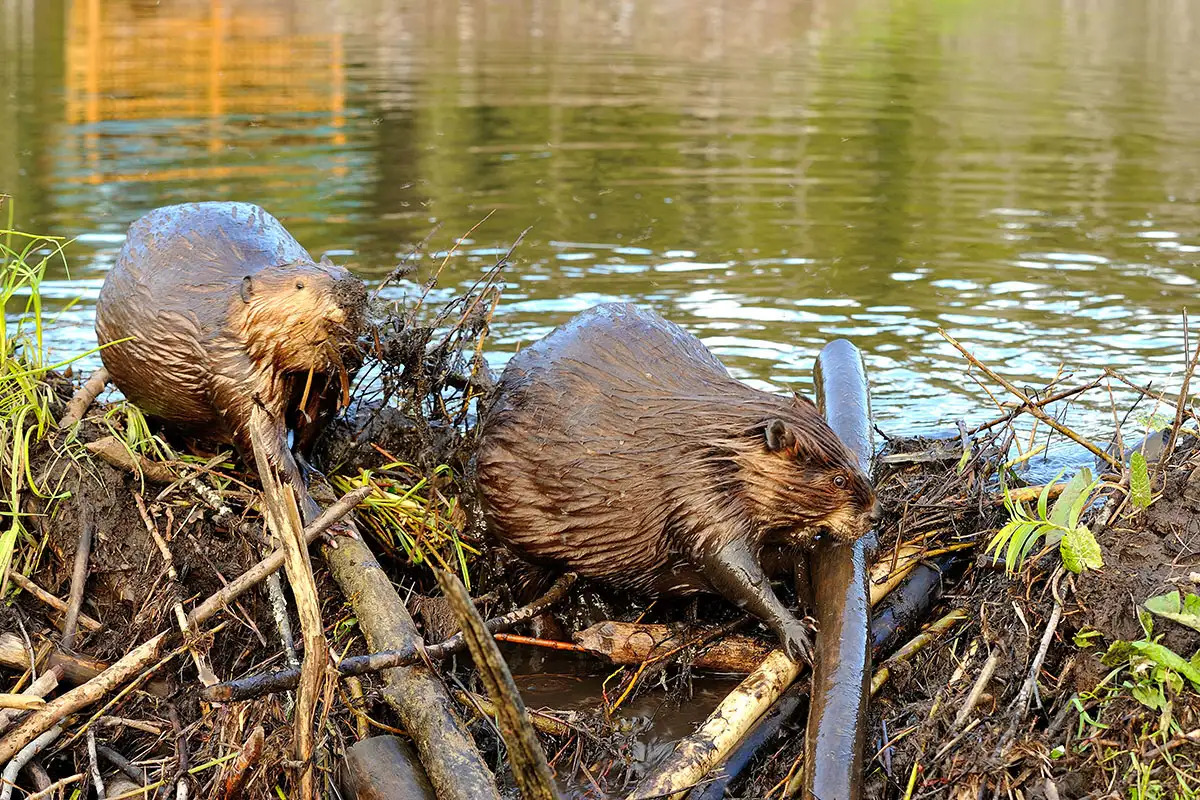 Mr. Ryan DeVries and The Dam Beavers