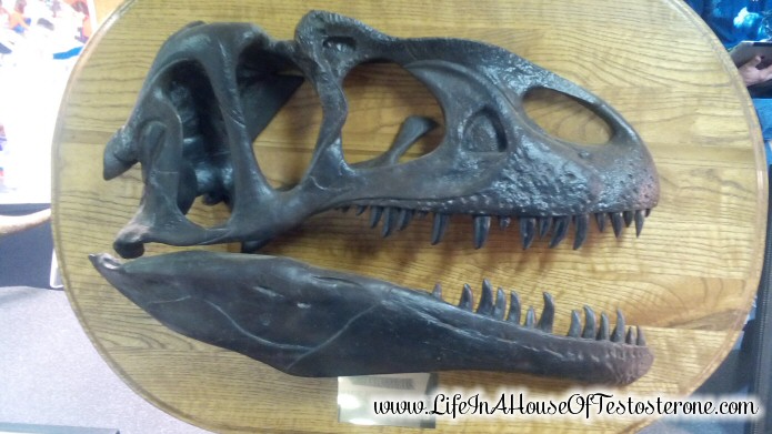 Dinosaur Fossil from the Gem and Mineral Show - Southern Women's Show 2014