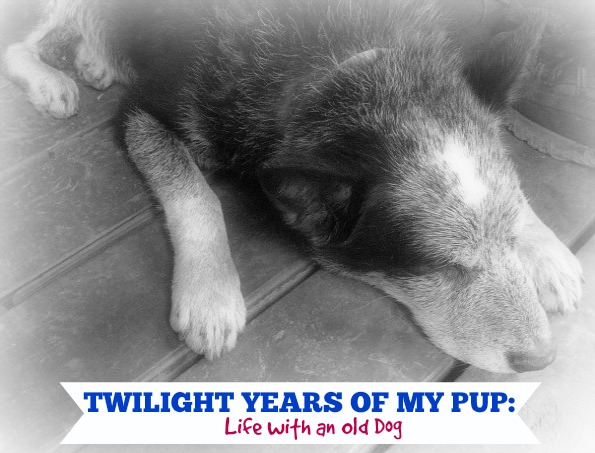 Twilight Years of My Pup: Life with an Old Dog