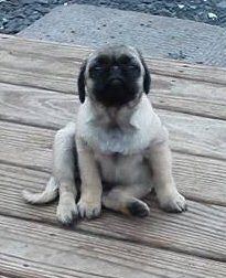 Baby, the Pug