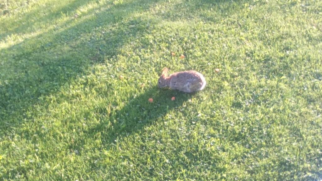 Dad's Bunnies Munching Carrots