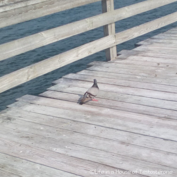 We were greeted by this little guy upon our arrival at the pier