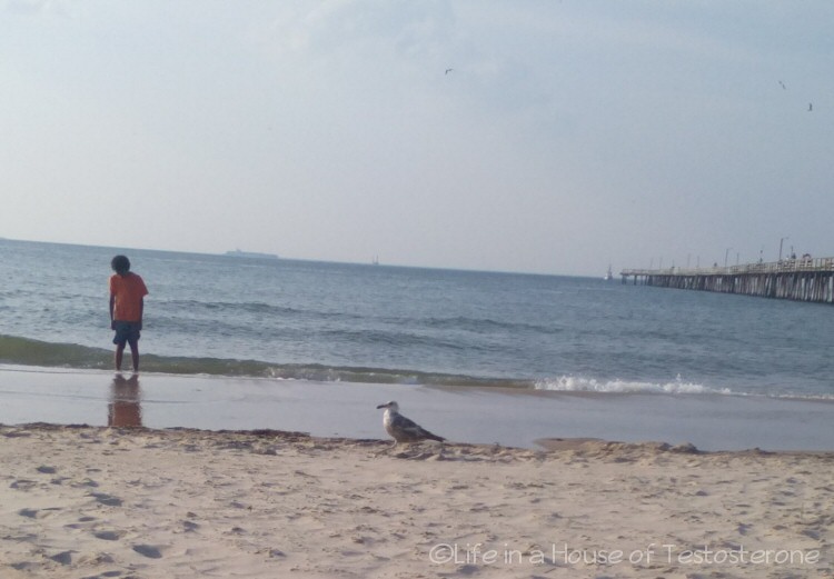 This seagull was checking out the action on the beach