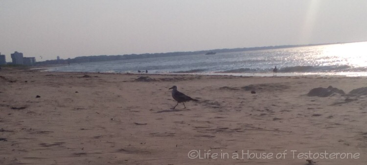 Talking to the Seagulls 