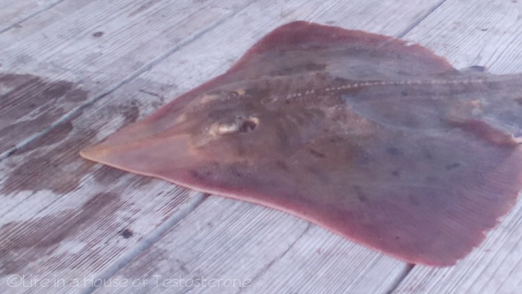 Freaky Looking Stingrays