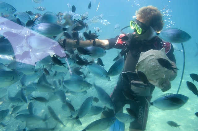 snorkeling with the sea animals