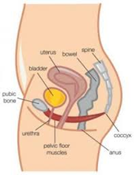 The Female Pelvic Floor Diagram