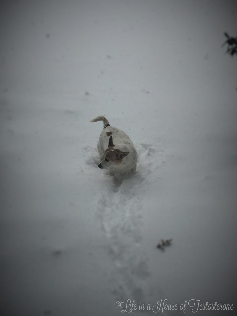 Molly - Snow Storm Jonas 2016 - The Pines at Cold Harbor