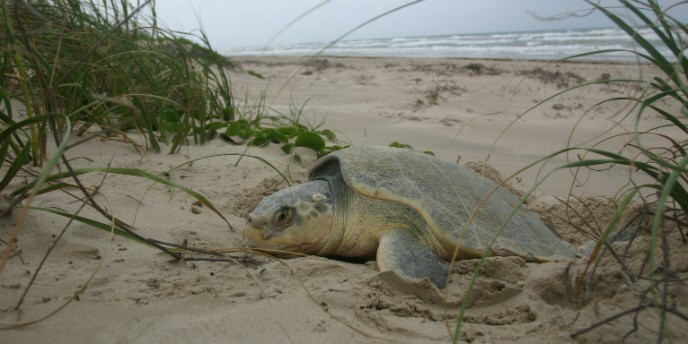 padre-island-national-seashore