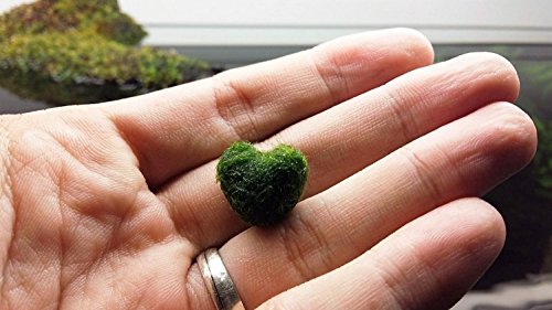 LUFFY Heart Marimo – A rare gift for your loved ones