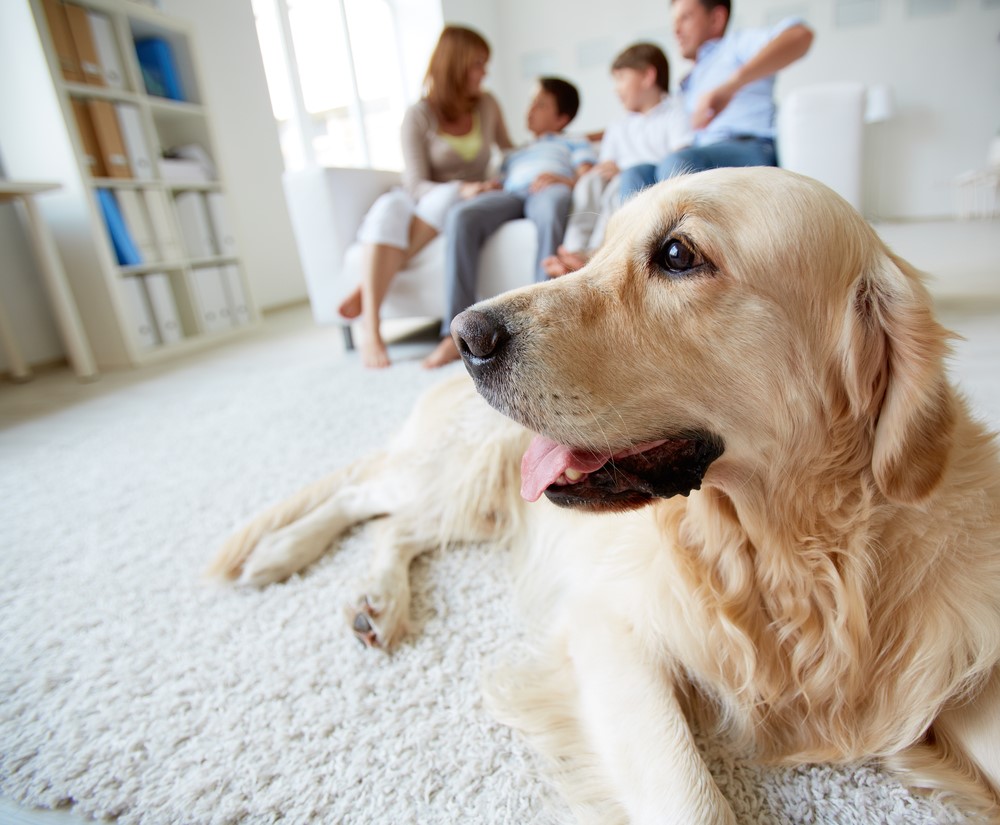 Protecting Your Pets: Is Your Home Safe?