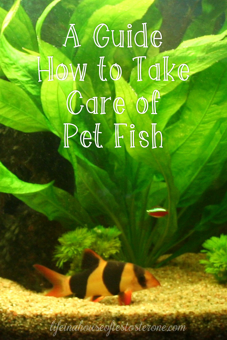 A Guide How to Take Care of Pet Fish