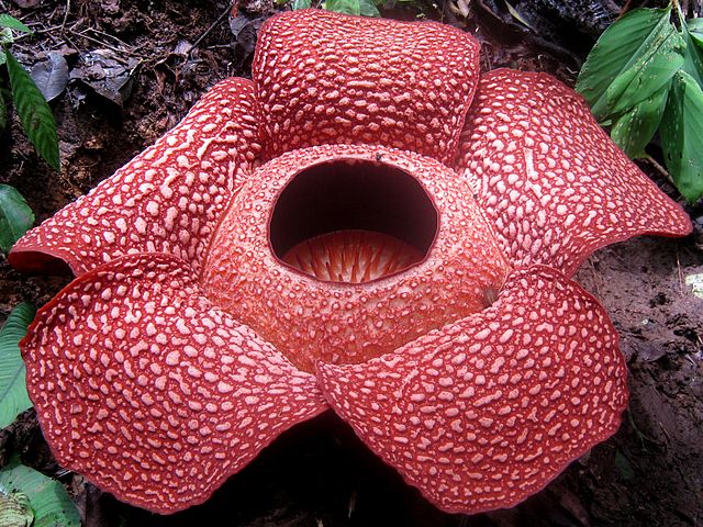 Rafflesia - a Huge, Strange and Stinky Flower that Doesn't Like to Be Tied Down