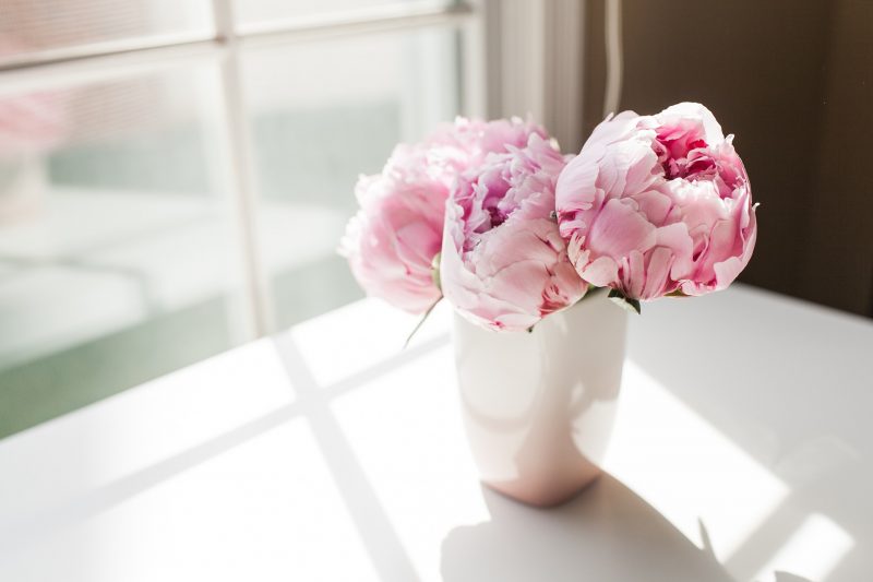 Peonies Symbolize Romance, Prosperity, and Honor