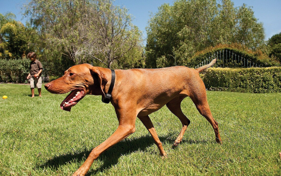 invisible dog fence