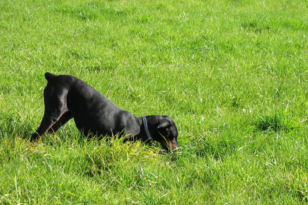 Has Your Dog Devastated Your Garden - Digging Up Plants