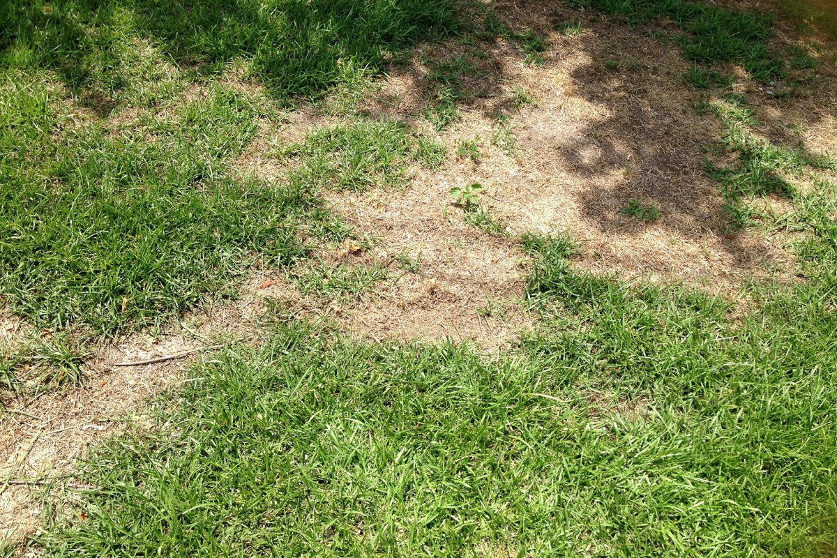 Has Your Dog Devastated Your Garden - Dog Waste Can Devastate Your Lawn