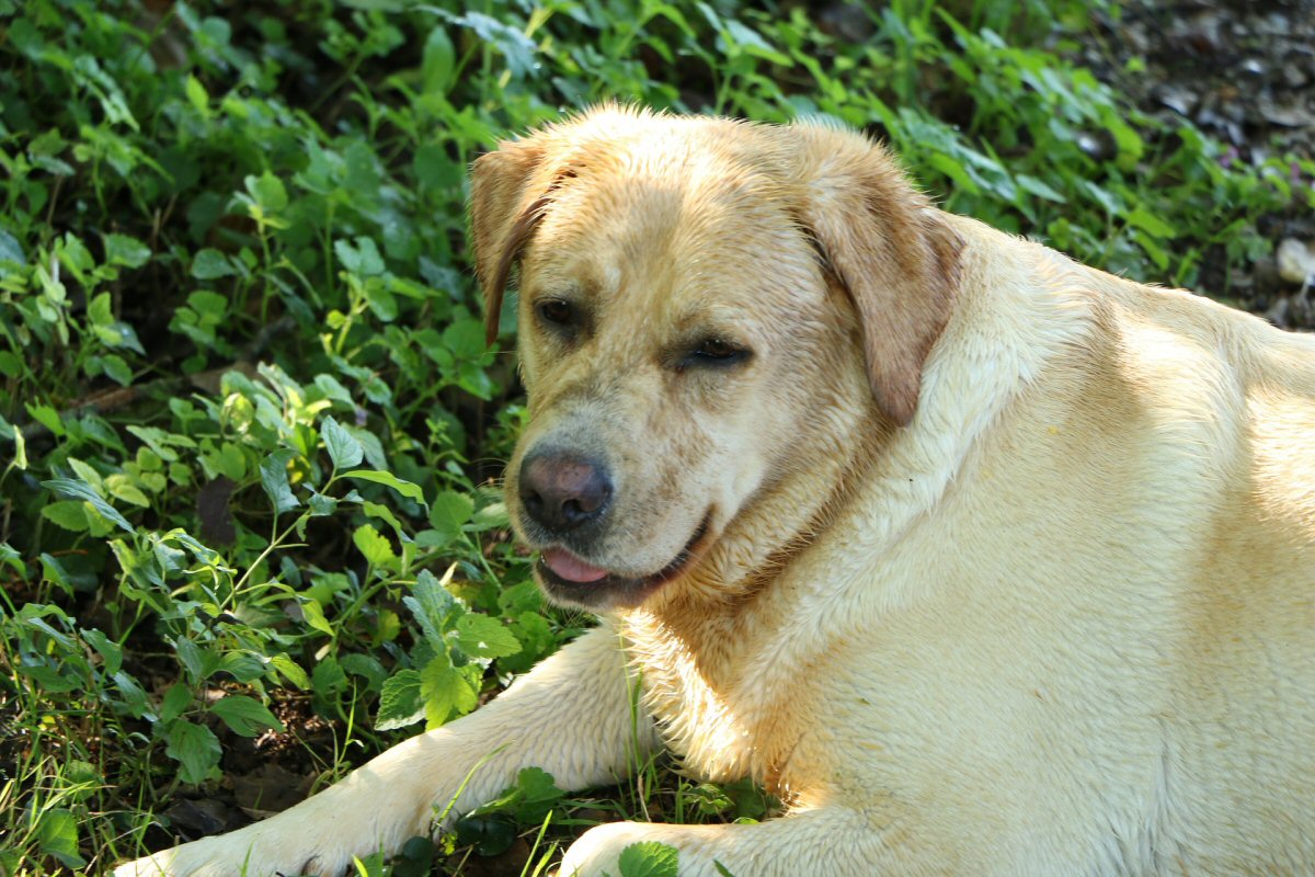 Has Your Dog Devastated Your Garden - The Are Crushing Flowers