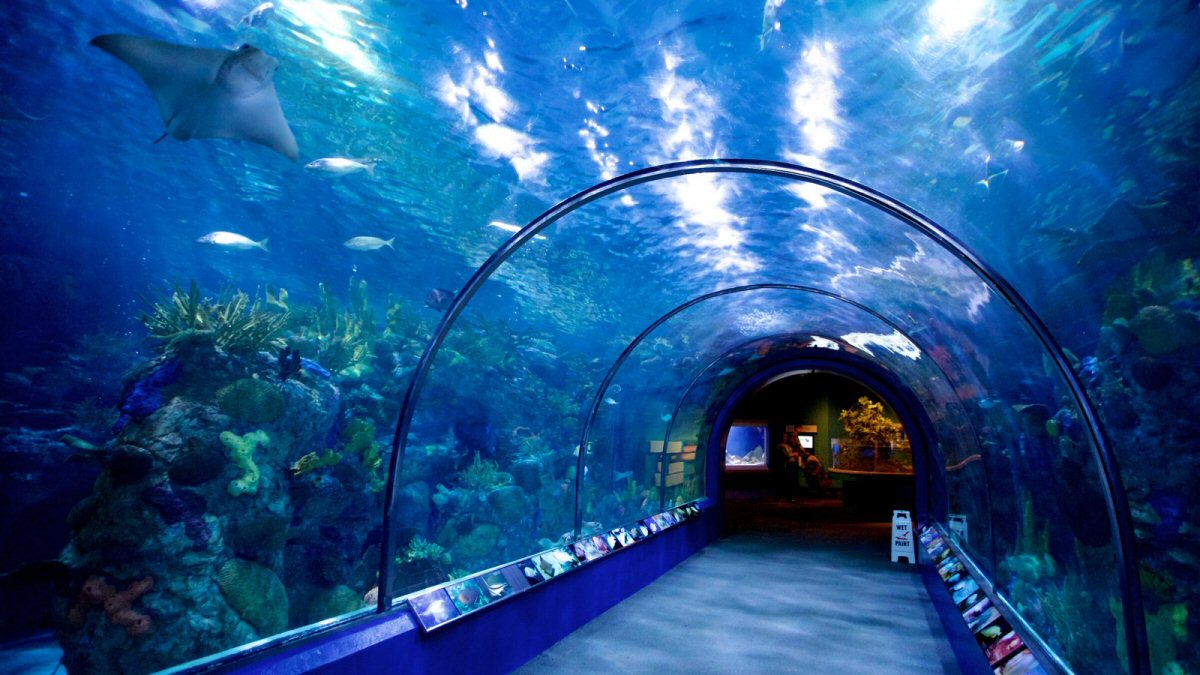 Audobon Aquarium of the Americas