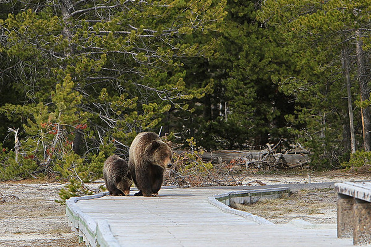 5 Wildlife Adventures To Try In The US