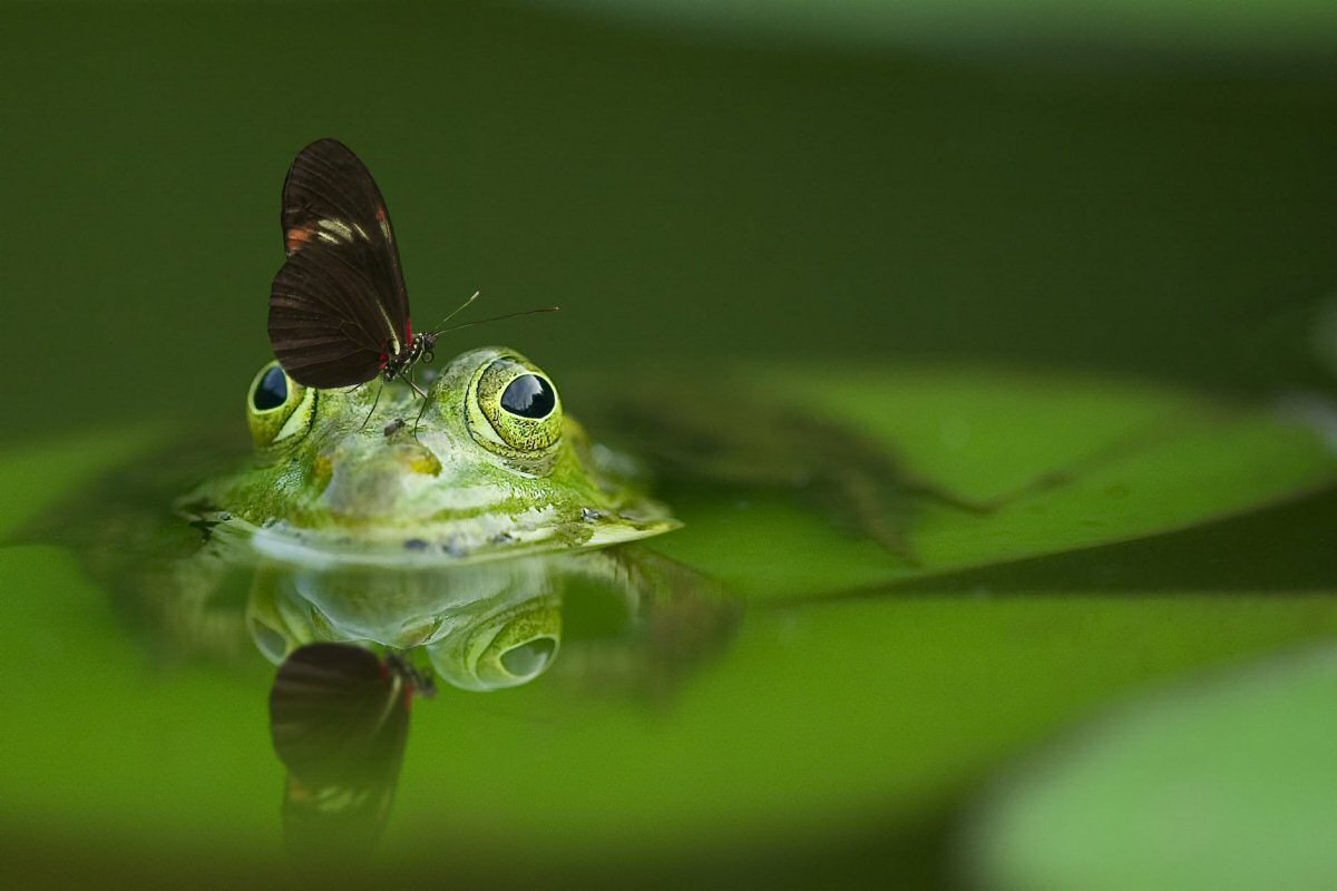 Reconsider Ponds - Keeping Wildlife at Bay: Animal-Proofing Your Property