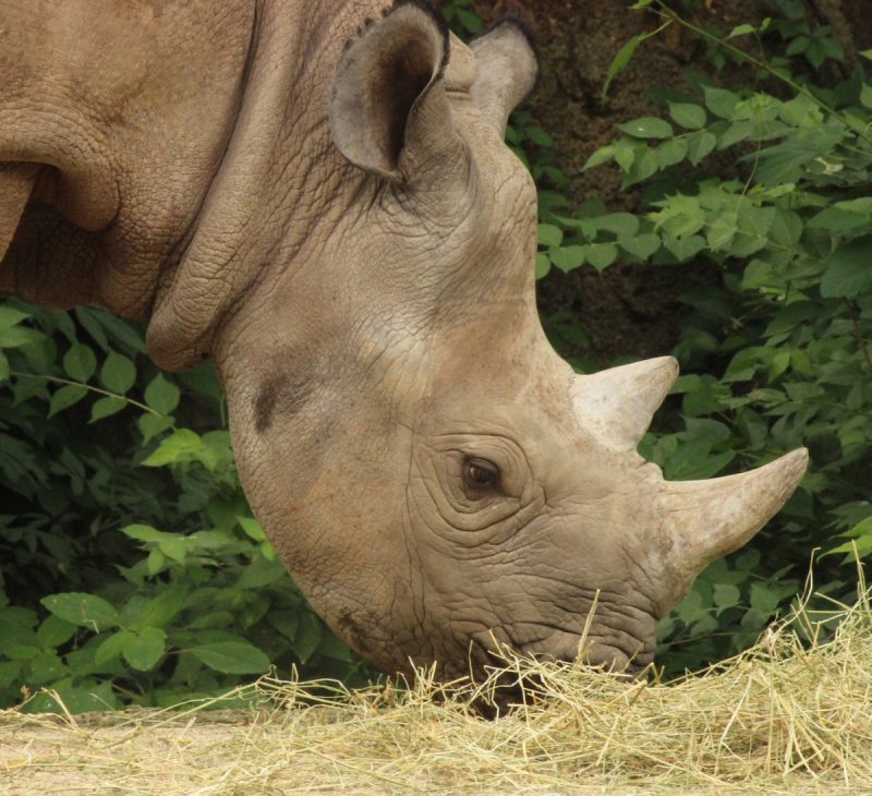 Visit the St. Louis Zoo