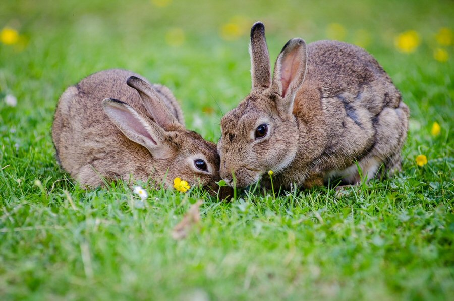 Bunnies are social creatures and do best in pairs