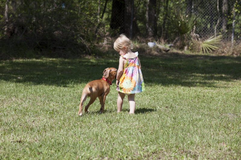 Teaching Your Kids to Be Responsible for a Pet