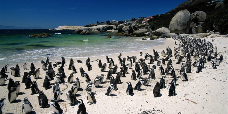 Boulders Beach, South Africa