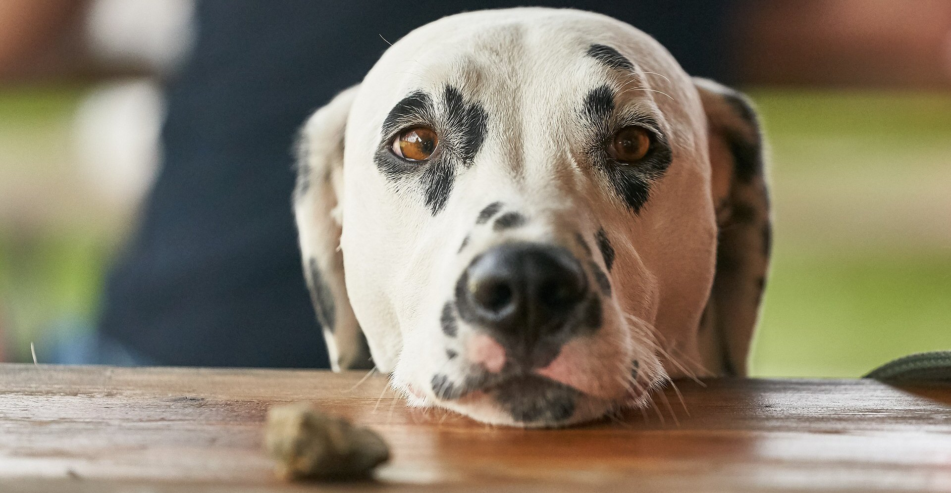 Just Say No!  7 Types Of Food You Should Never Give To Your Dog