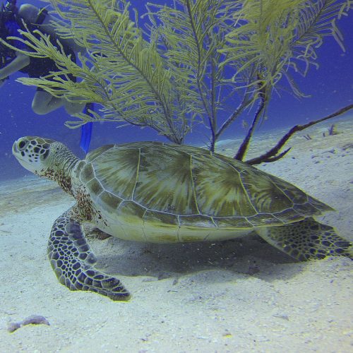 Sea Turtles, Mexico