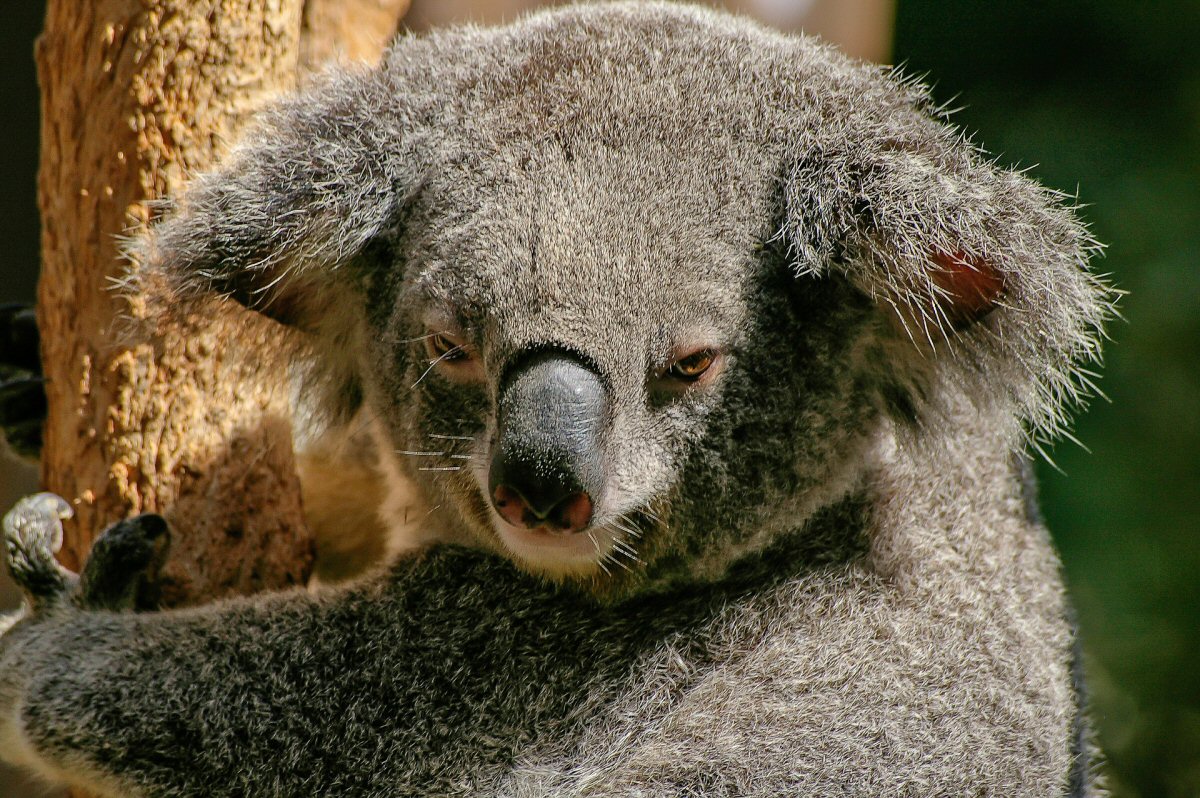 Australian Koala Bear