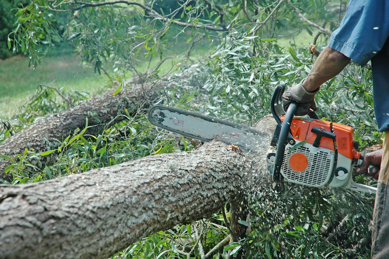 Clean the debris from your yard