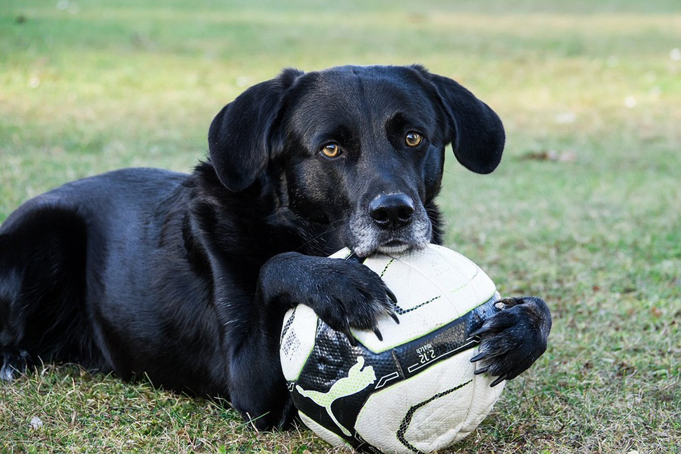 Does Having A Pet Mean Compromising On Cleanliness?