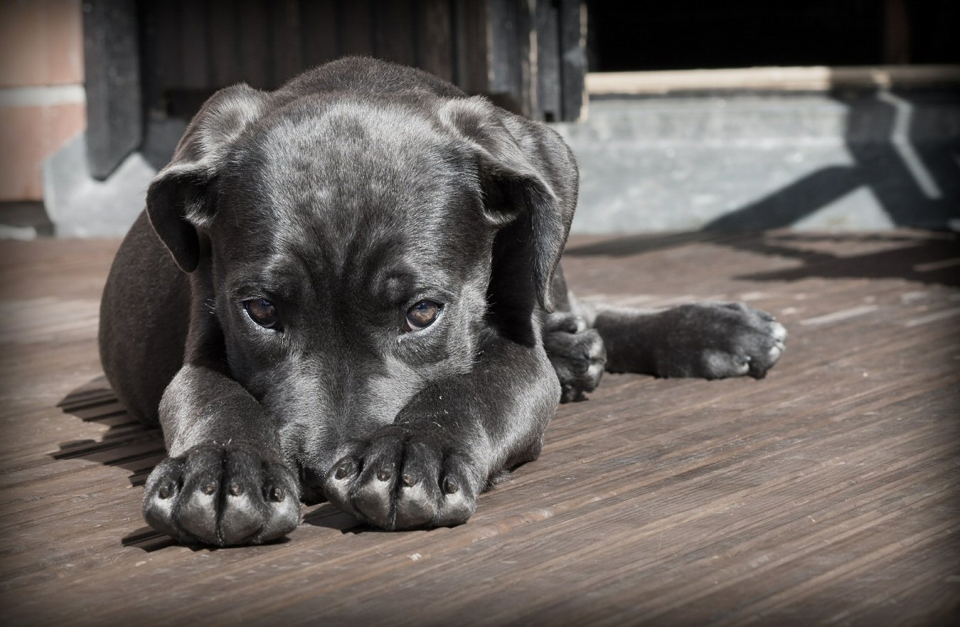 Introducing a New Dog To the Family Pet