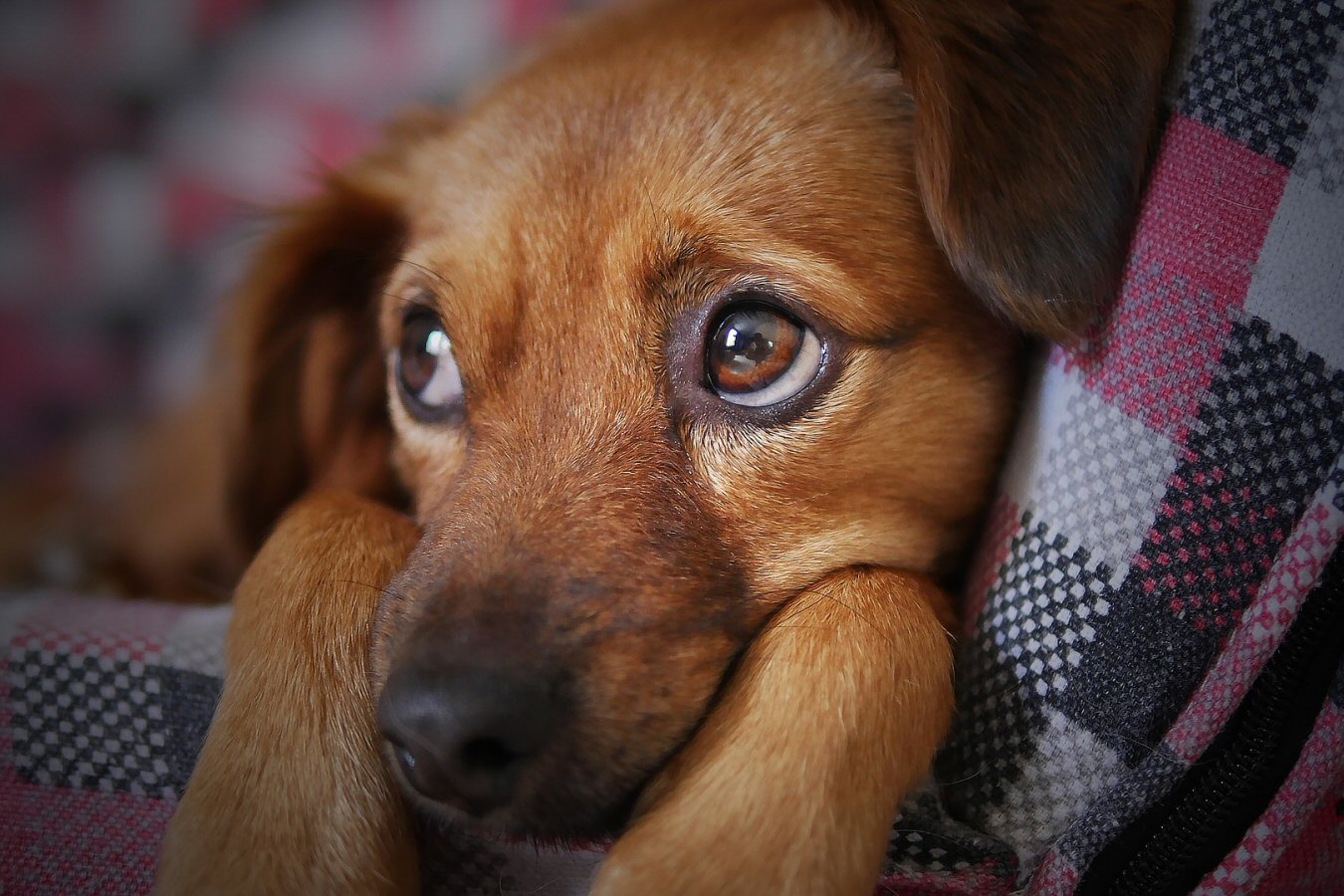 3 Things a Dog Can Teach You About Life