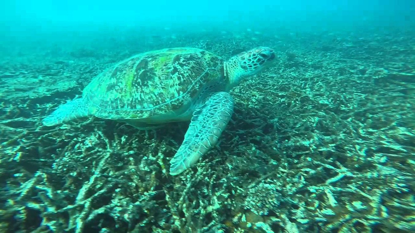 sea turtle at koh tao