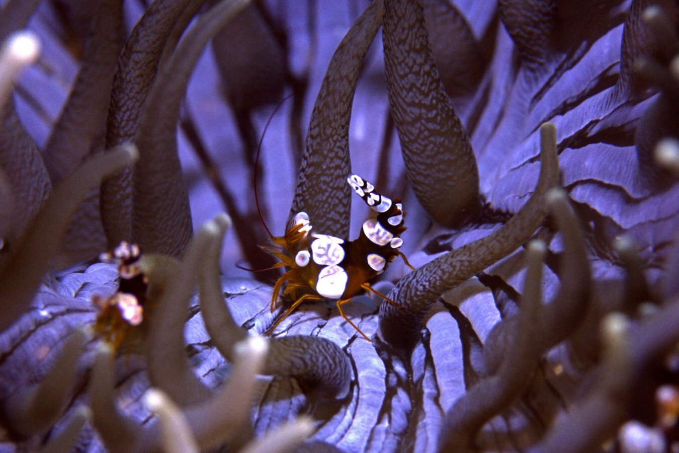 white saddle shrimp similan islands