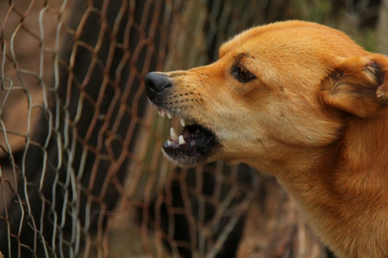 angry dog teeth growl