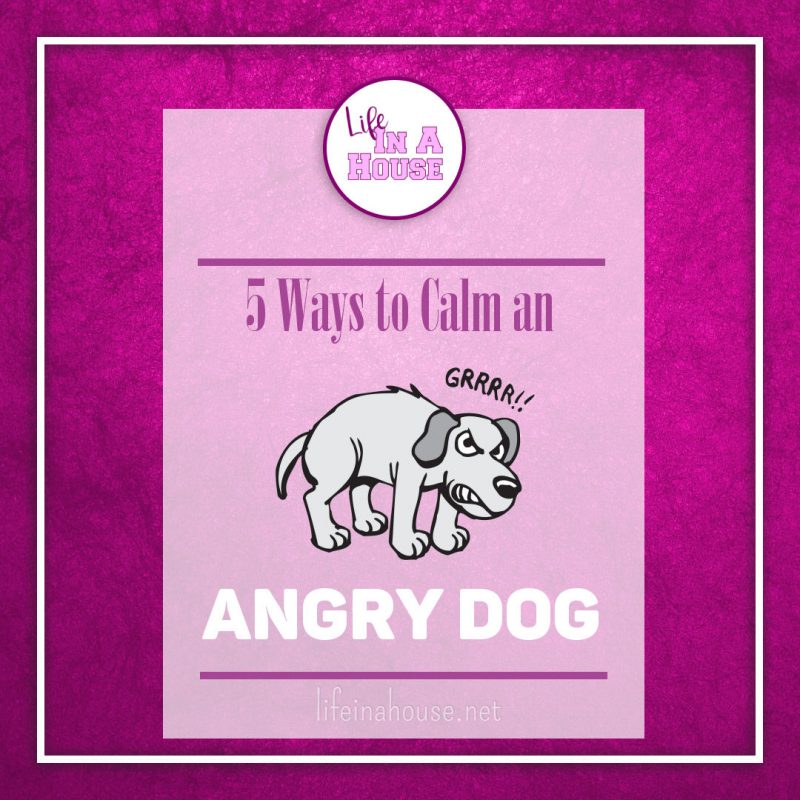 calm an angry dog