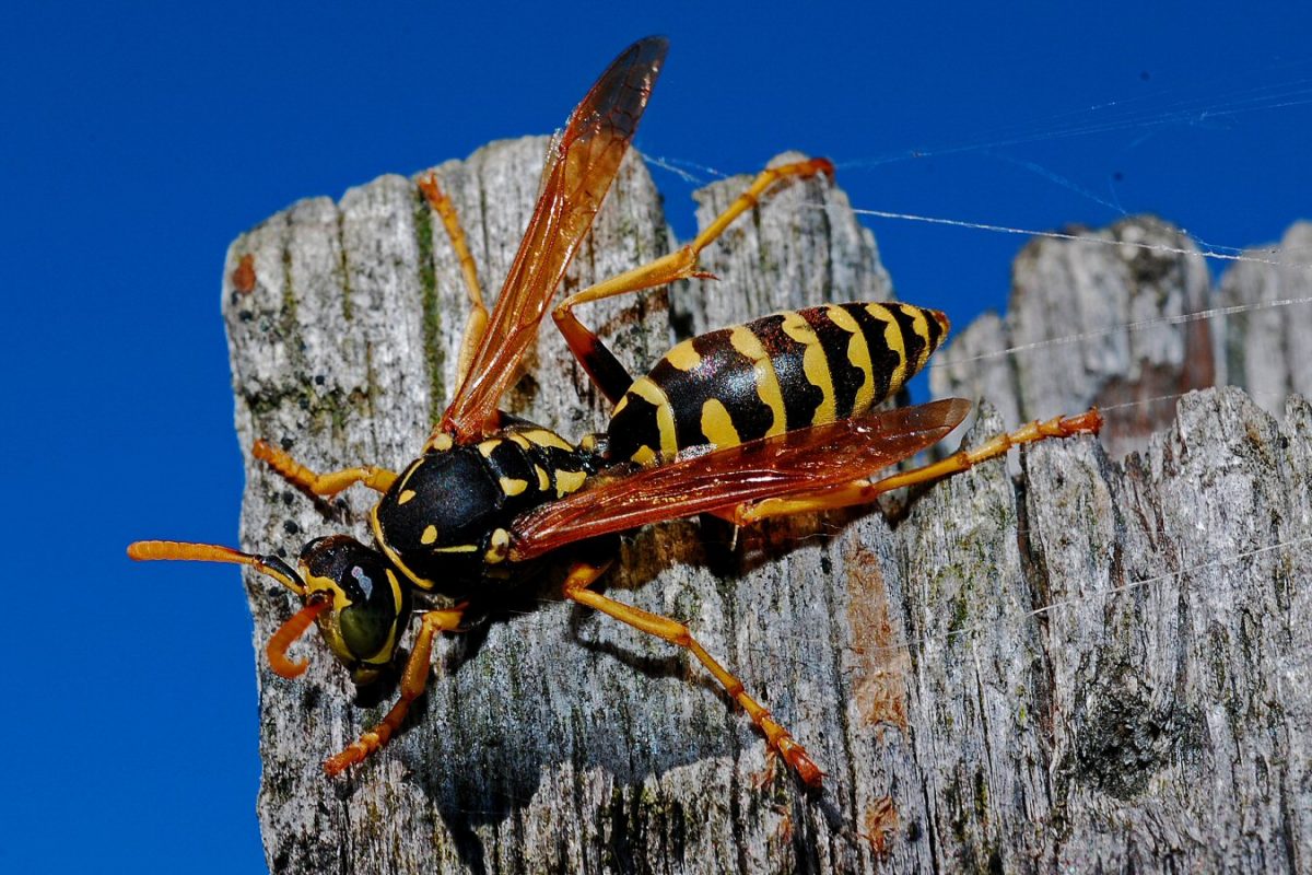 wasp 