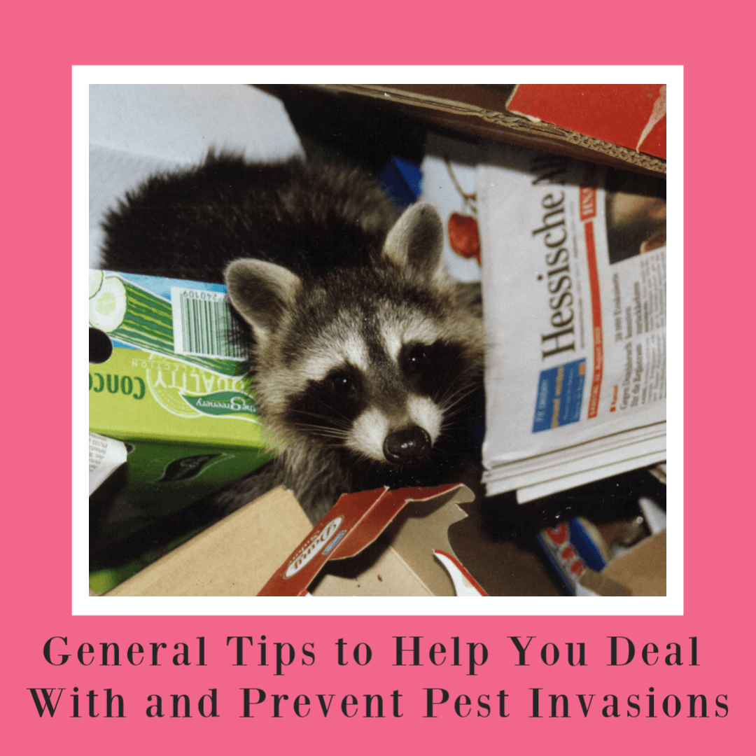 General Tips to Help You Deal With and Prevent Pest Invasions