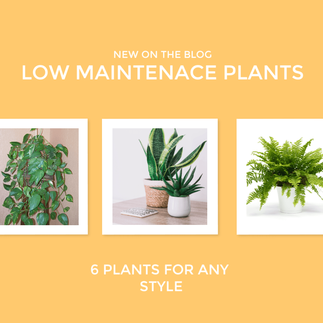 6 Low Maintenance Plants to Match Any Bathroom