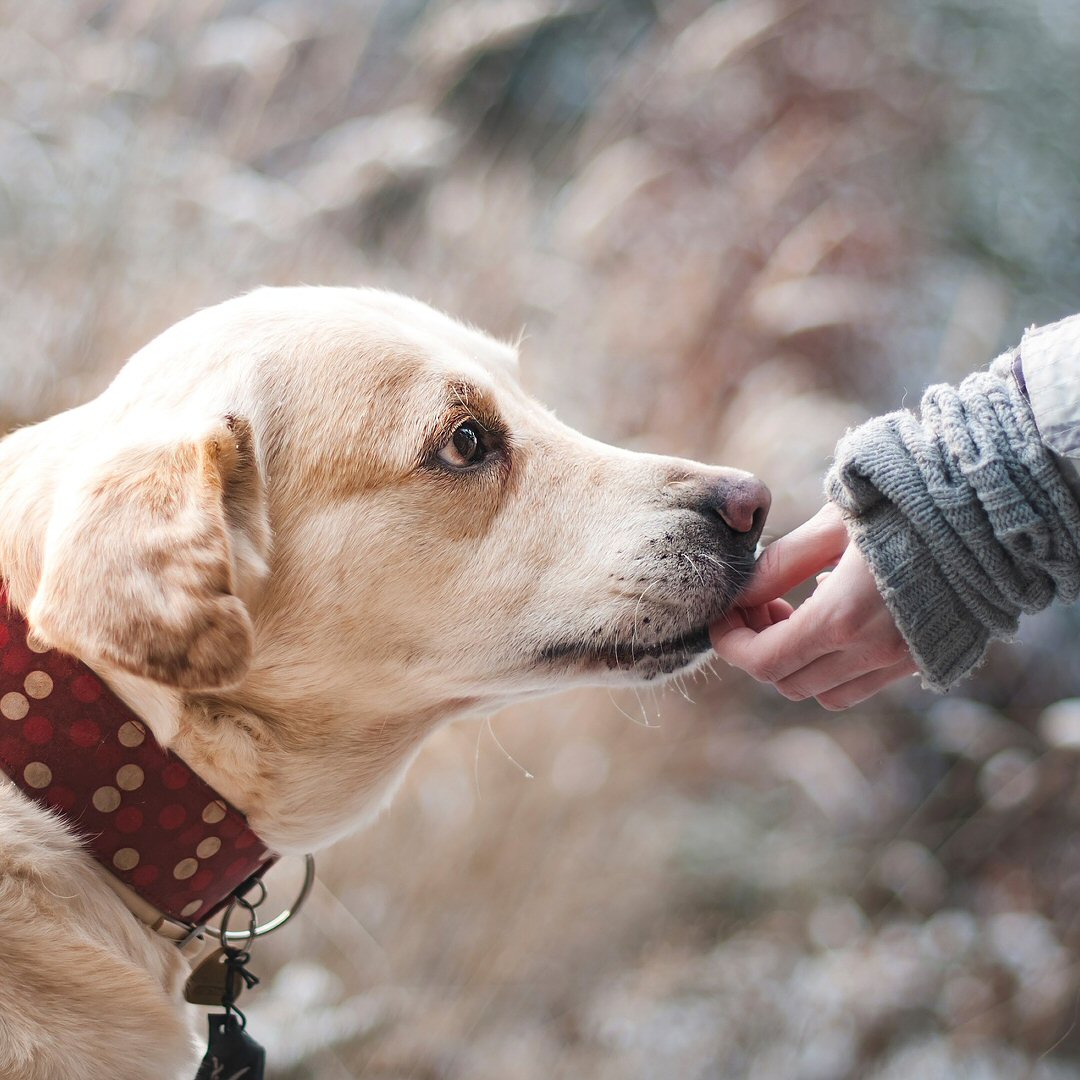 5 Things To Consider Before Bringing A Dog Into Your Home