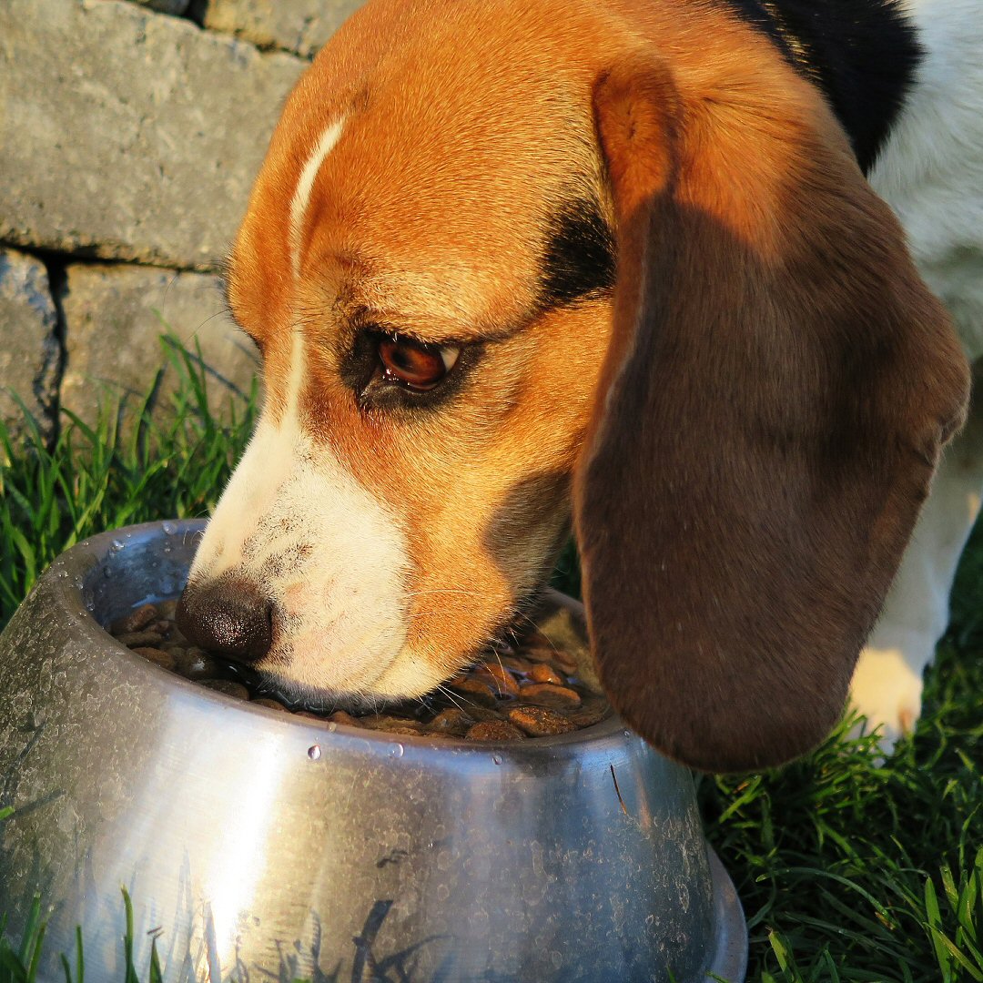 Want to Improve Your Dog’s Health? Change Their Diet!