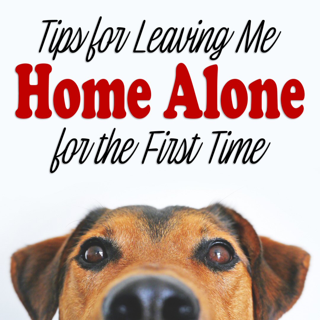 Tips For Leaving A Dog At Home For The First Time