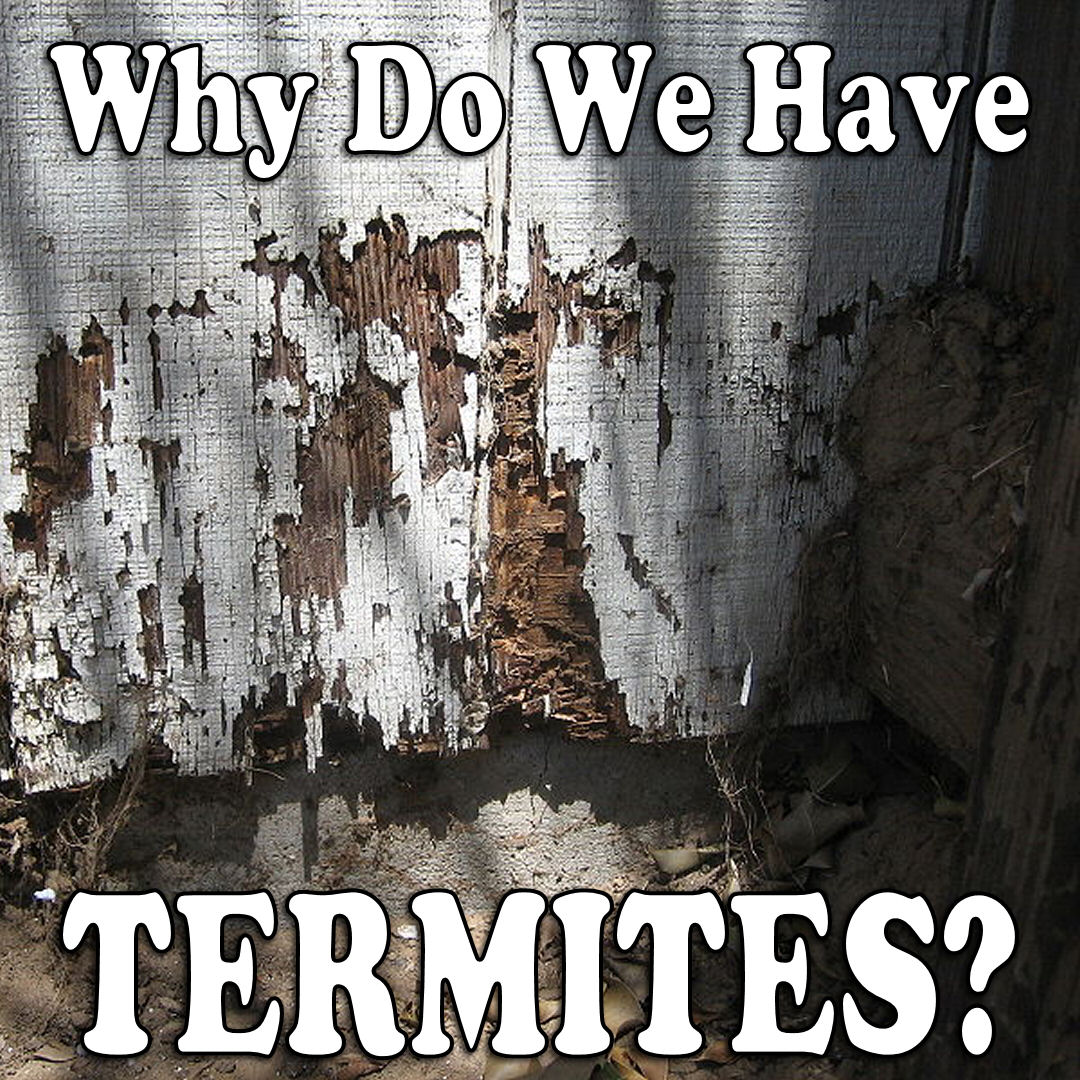 Why Do We Have Termites In Our Home?