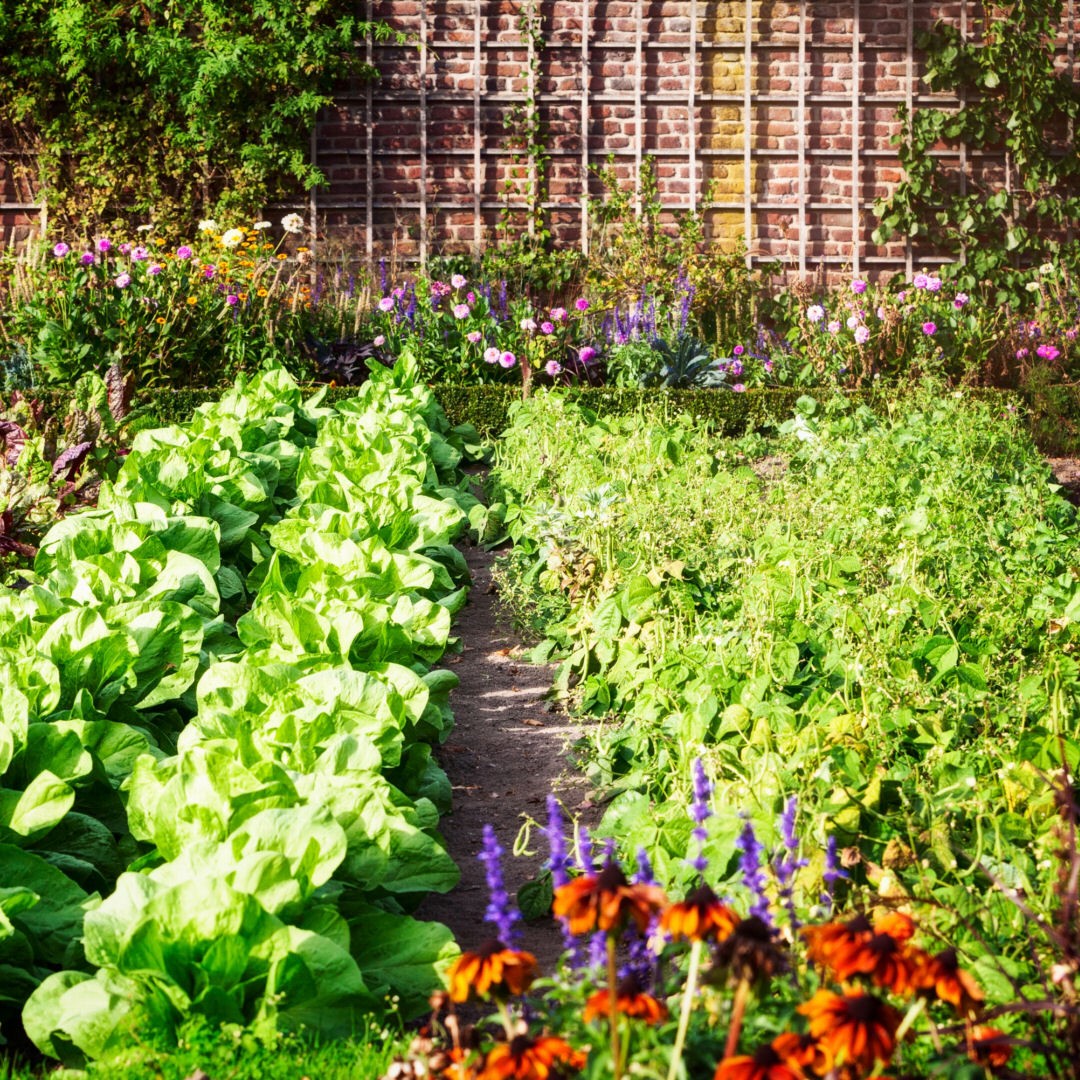 gardening helps your mental health