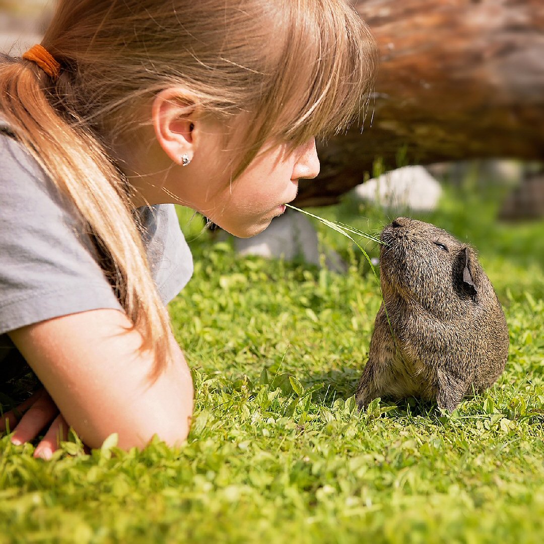 guinea pigs make great pets