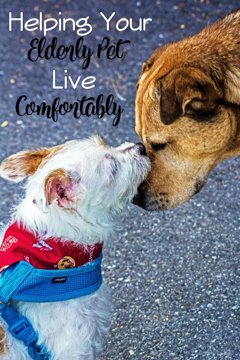 helping elderly pets live comfortably